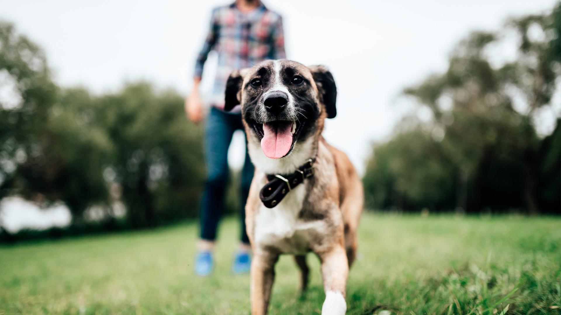 1920x1080_assurance_animaux_chien_parc_1.jpg