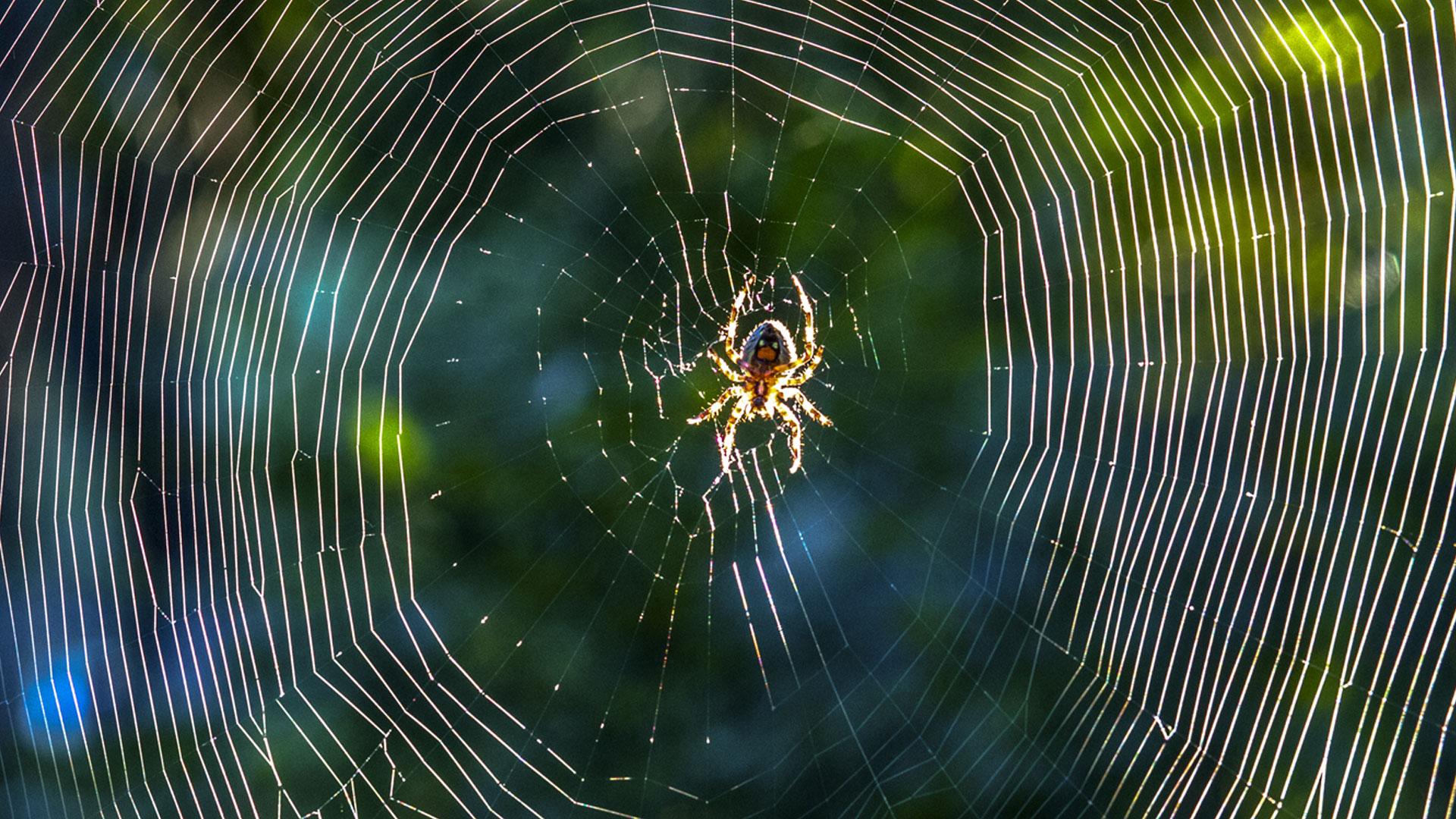 1920x1080_araignee.jpg