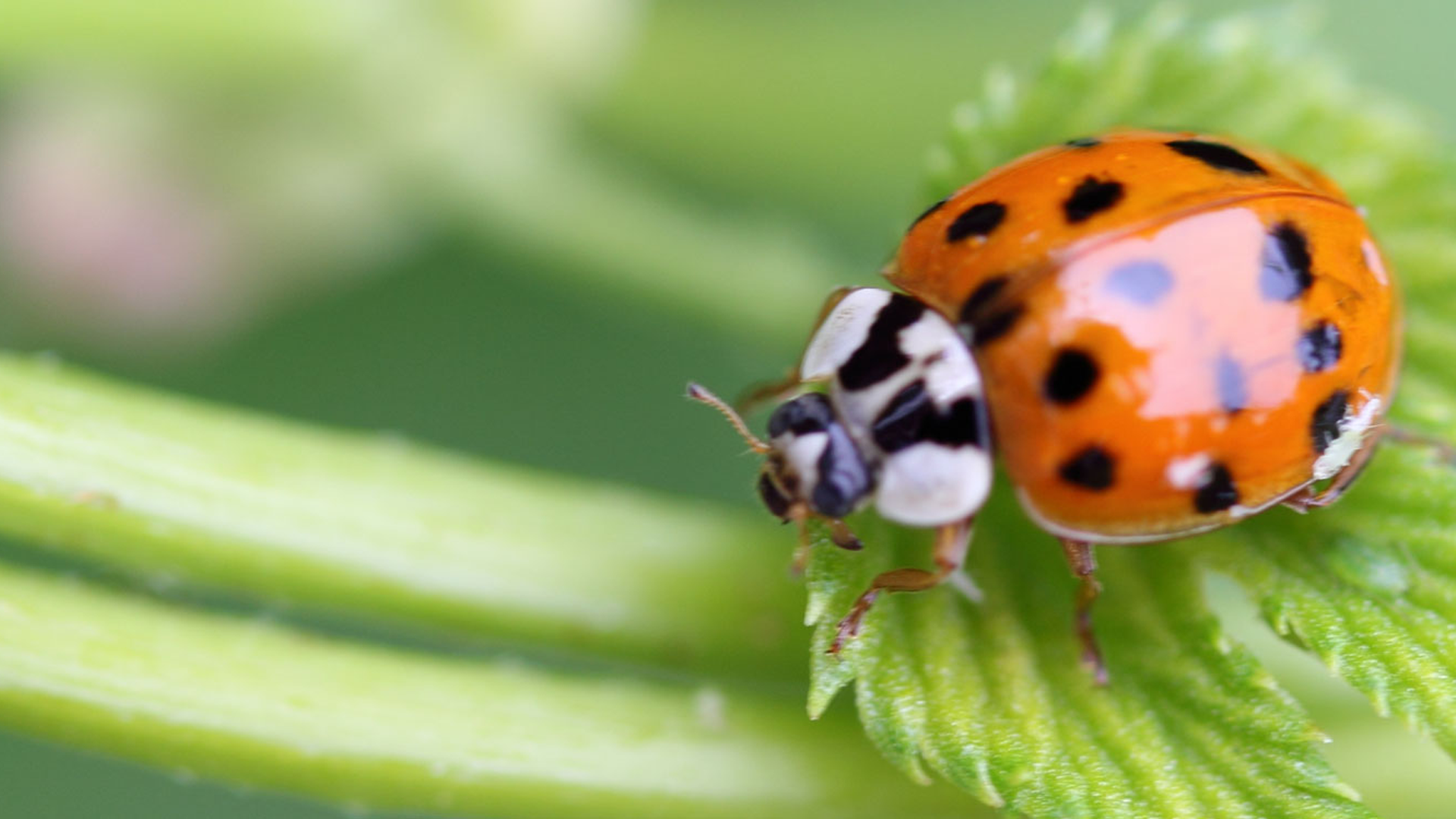 1920x1080-coccinelle.png